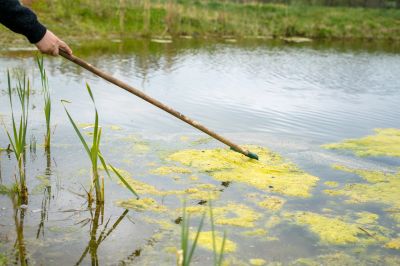 Clean Your Pond with Algae Cleaning Services!