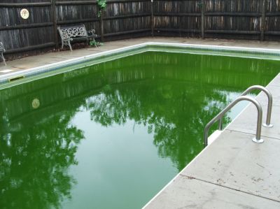 Get Your Pool Clean with Algae Cleaning Services!